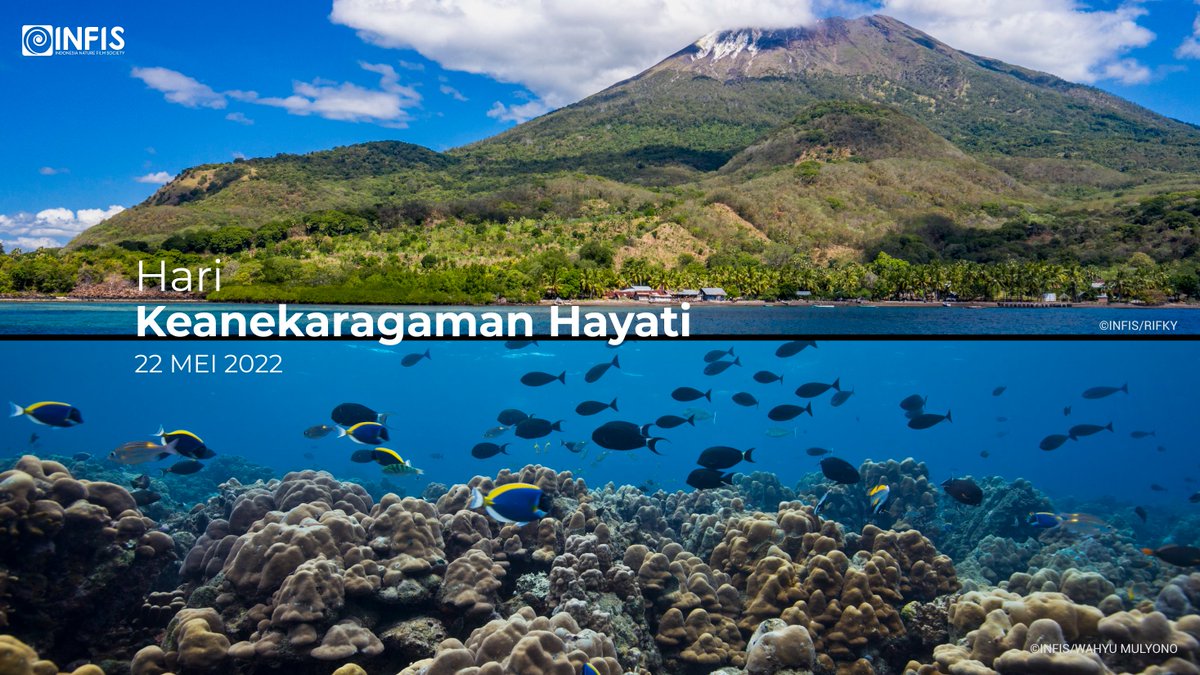InatureFilms's tweet photo. #Indonesia merupakan negara yang memiliki potensi #keanekaragamanhayati yang sangat tinggi.

Kami mengambil bagian untuk mengenalkan kekayaan alam Indonesia melalui #film dokumenter.

Selamat Hari Keanekaragaman Hayati Sedunia. https://t.co/YgRnGDP5Sa