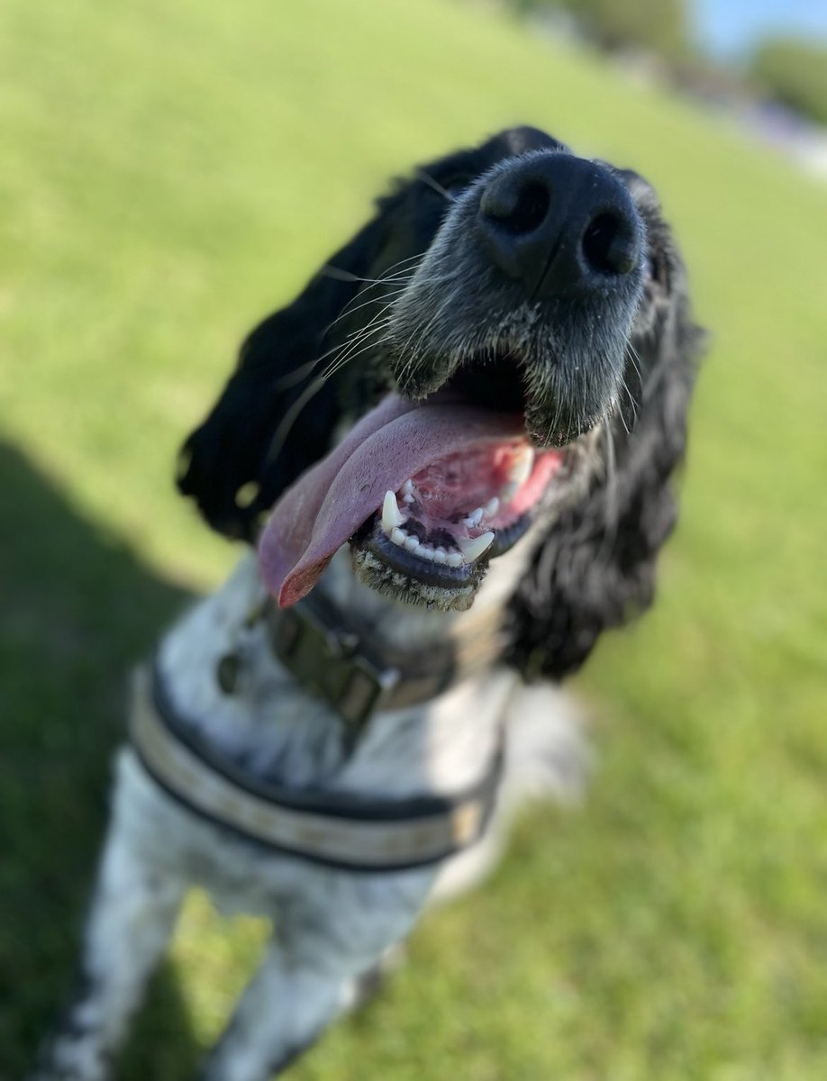 F2_Reggie's tweet photo. Can I get a BOOP please ? 

🐶🐾🐾 https://t.co/3c0wAepuqa