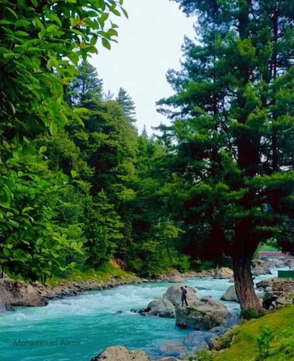 'I love the forest. It is the place where you hear yourself better.'

#Kashmir #pahalgamKashmir 

©#Mohammed_Aamir
