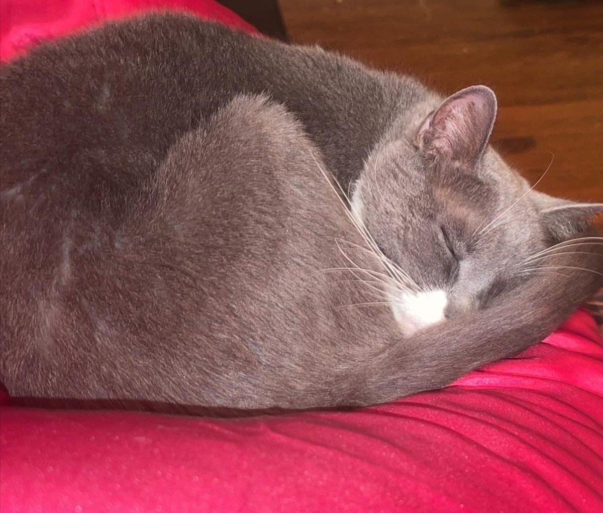 LittleLeighXoxo's tweet image. Purrrfect Birthday, Thank you everyone!, For all the love, positive vibes, wishes, messages, tweets, Instagram comments, Facebook comments, texts, calls, I genuinely appreciate it SO much! &amp;amp; I love you all SO much! #ThisIs34. 💘✨+ Having chamomile tea.