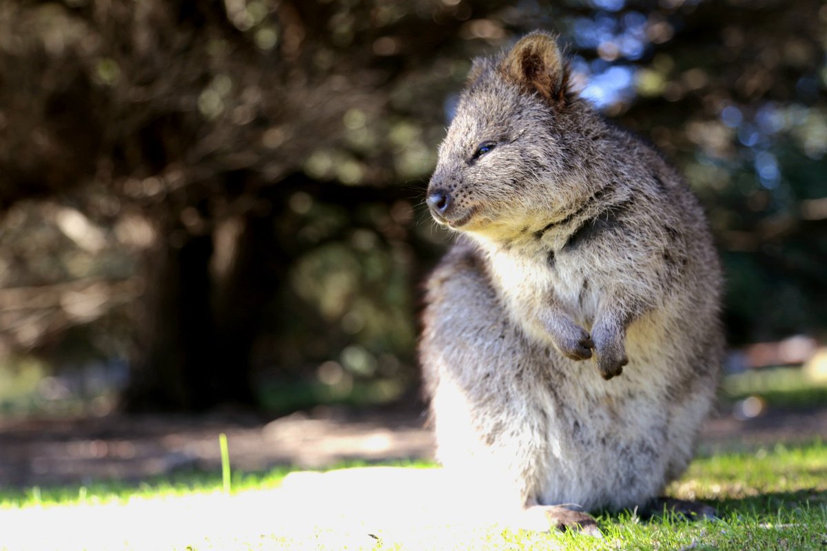 AshNathens's tweet photo. Meeting new friends. Island life :)

#Rottnest #Quokka https://t.co/WDv7a5mEl4