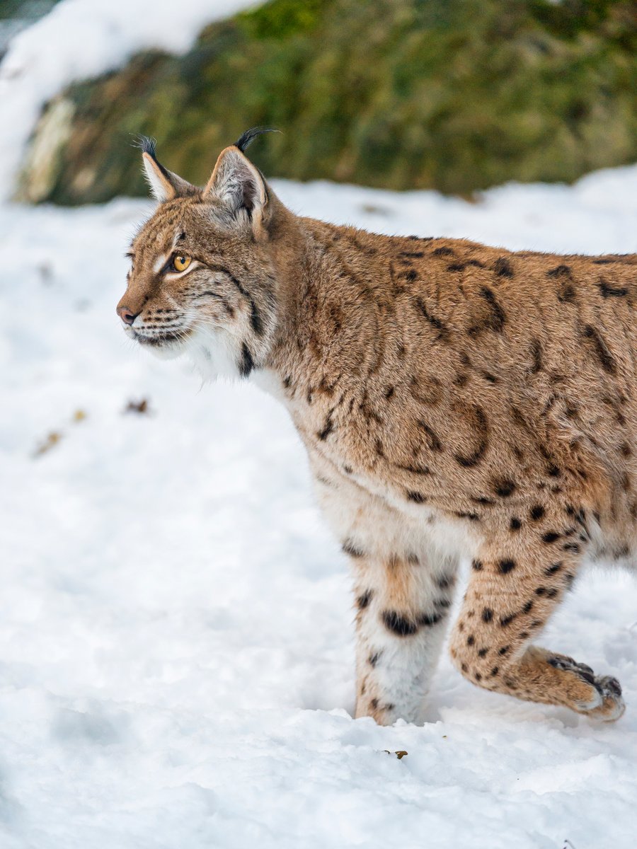 HourlyLynxes's tweet photo. HourlyLynxes presents: https://t.co/msniq70Dsh
