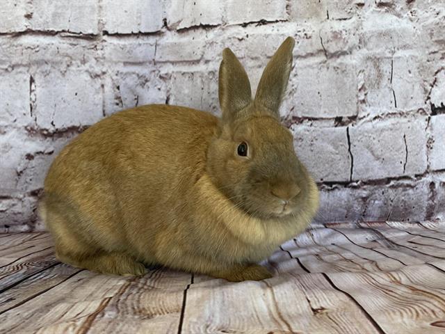 RT @AdoptableBuns: HELSINKI is a young bunny rabbit from #Camarillo, CA. https://t.co/dGEtih4Uxw https://t.co/iG3erF6HM1