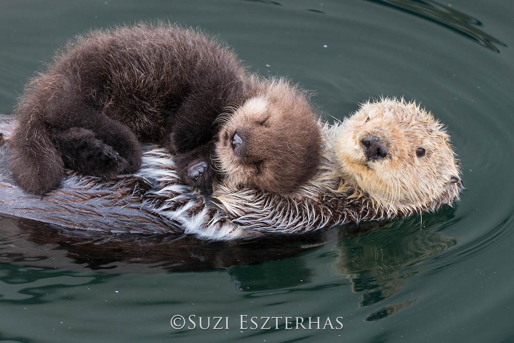 Next Step tweet media