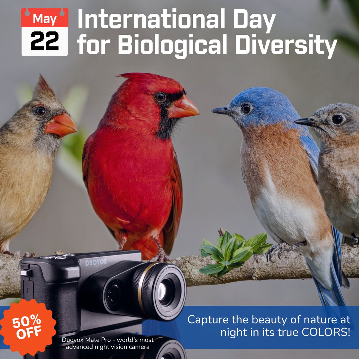 Duovoxmate's tweet photo. May 22th is International Day for Biological Diversity! 🦚

On this day, let's not forget to appreciate the wildlife around us! 🐦🦜 https://t.co/897IafxDxe