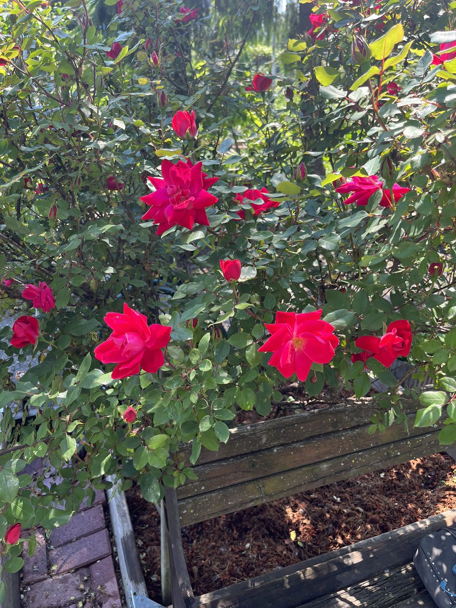 HawkeyeMD's tweet photo. @OccupyDemocrats Look at my roses! https://t.co/ITJ5nIu5pj