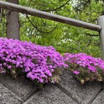 ツイートに含まれる画像