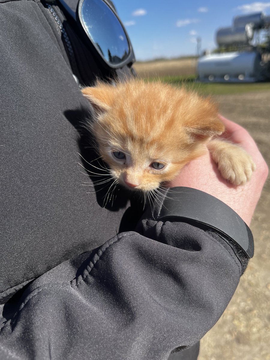 WheatGeerJJ's tweet photo. #kittenranch

#cheesestring https://t.co/HYs85yfotr