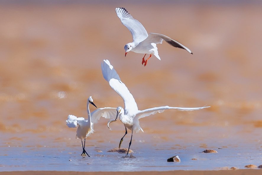 GoJiangsu's tweet photo. Today is International Day for Biological Diversity (#IDB).
 
The theme this year is “Building a shared future for all life”, which is consistent with #Jiangsu’s adherence to #biodiversity protection, with the number of species increasing in recent years to 6,903 in Jiangsu. https://t.co/HE6DROuoKR