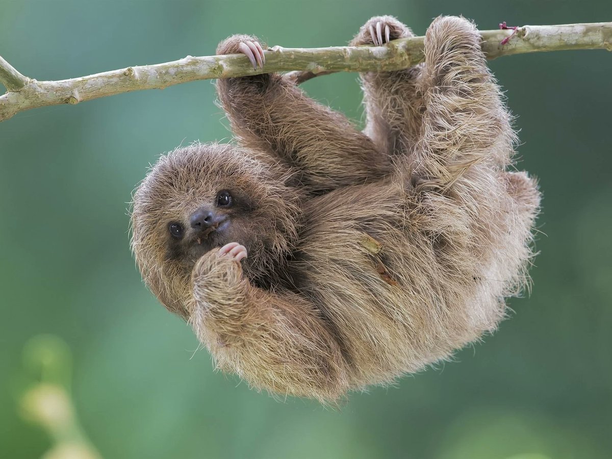 babyslothnft's tweet photo. From all of us @babyslothnft we hope you are having a very good weekend with your friends or family! Make sure you take time to hang out and relax! #sloth #saturdaynight #vibesandchill https://t.co/8bgX4ShUUJ
