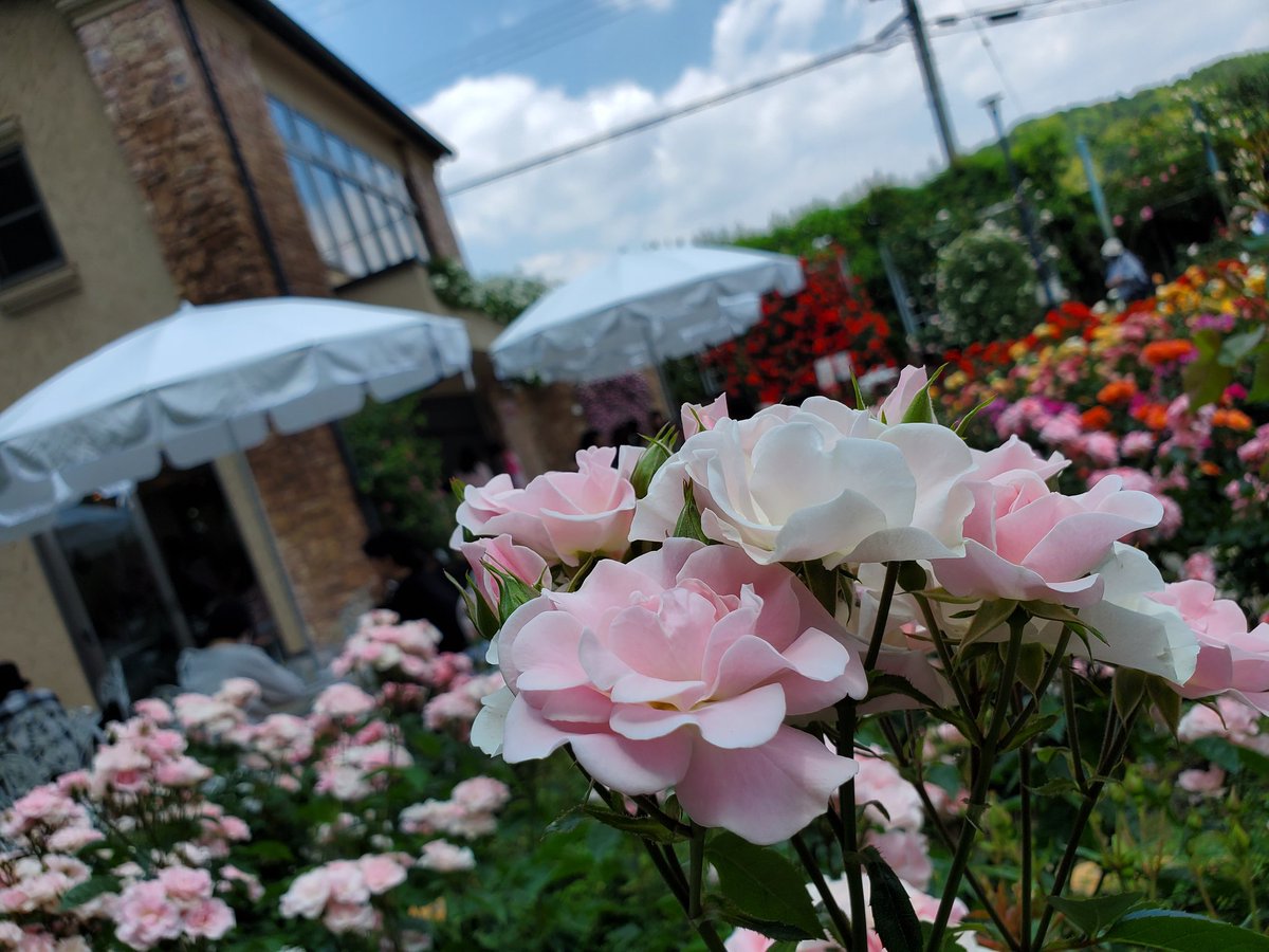 薔薇が見頃ですね🎵

#ファインダー越しの私の世界 #写真撮ってる人と繋がりたい #写真好きな人と繋がりたい
