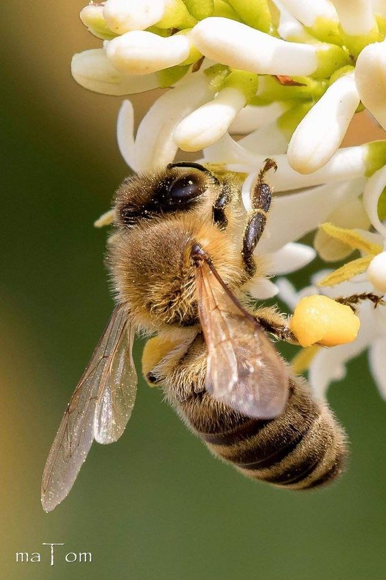 JulieParker144's tweet photo. Save the bees buy buying organic and not using pesticides that harm them. #savethebeesplease https://t.co/vD8jgF37fU