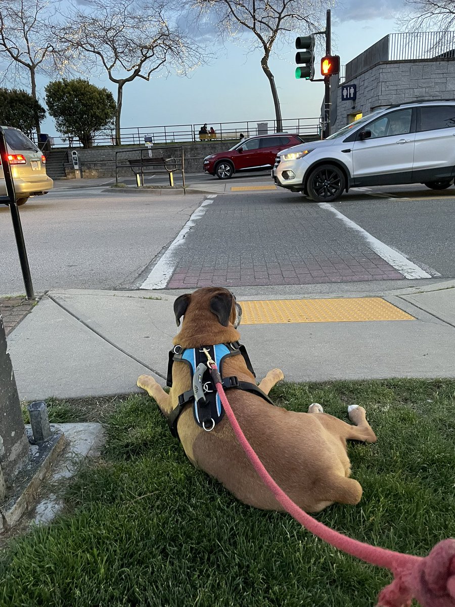We’re out for our last walk of the night. Business has been completed, and Max has decided to do some people watching on a busy White Rock Saturday evening. 
Who’ll come pet me next? #dogslife #whiterockbc #longweekendvibes