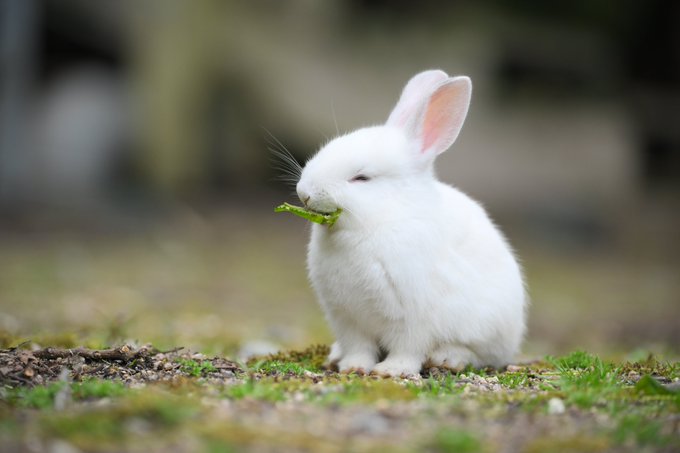 本当に笑ってる 天使すぎる ニッコリ笑顔でごはんを食べるウサギのかわいさに 癒やされる人が続出 ねとらぼ