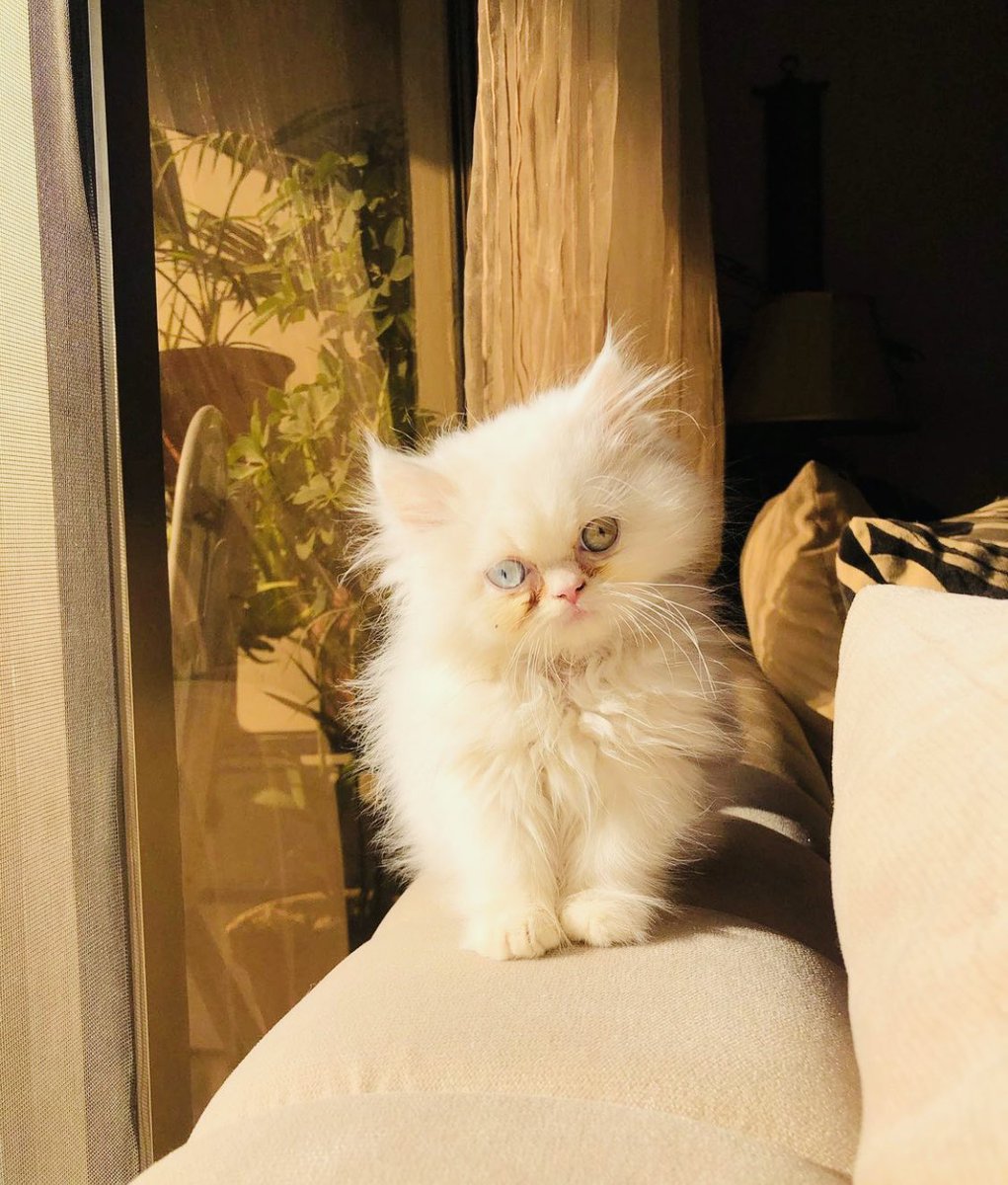 ankibn's tweet image. I would love to capture beautiful pictures of my kitty 🐱🐱  #108MP  #GalaxyM535G 
#UpForItAll