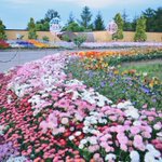 ツイートに含まれる画像