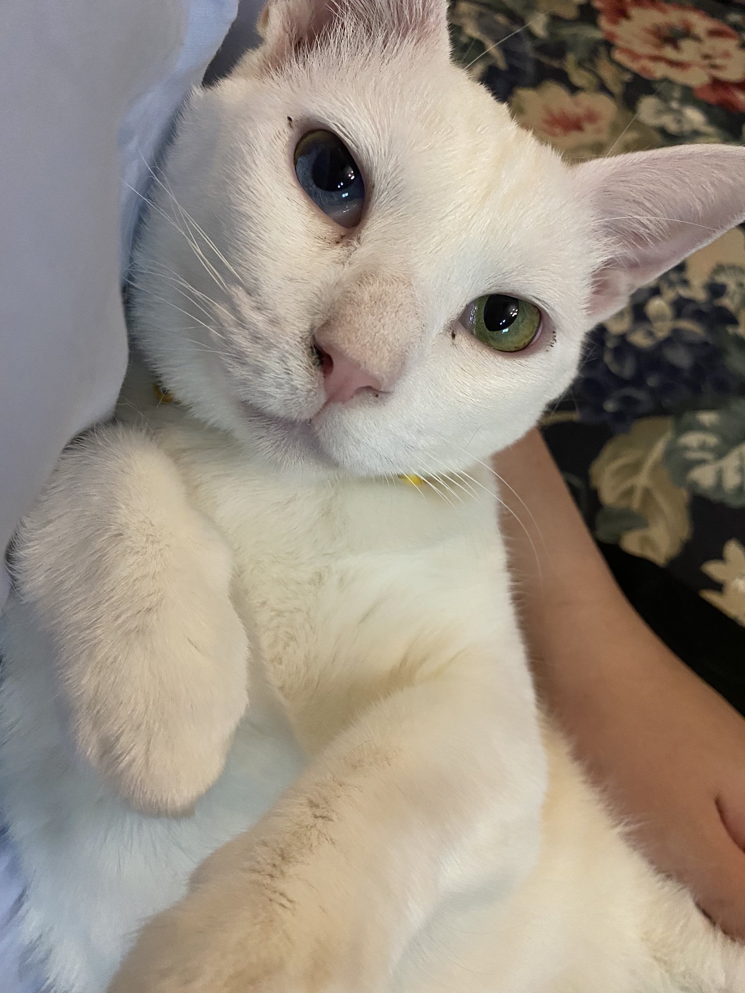完全個室猫カフェ 猫邸スイートホームウリエル Sweethomeu Twitter