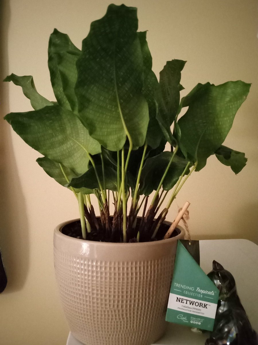 lovable_ish's tweet photo. Calathea Musaica at rest v daytime💚💚💚 She goes to bed early, guys!
#plantmagic #plantmom #baebe
#planttwitter https://t.co/UllEw7FC7O