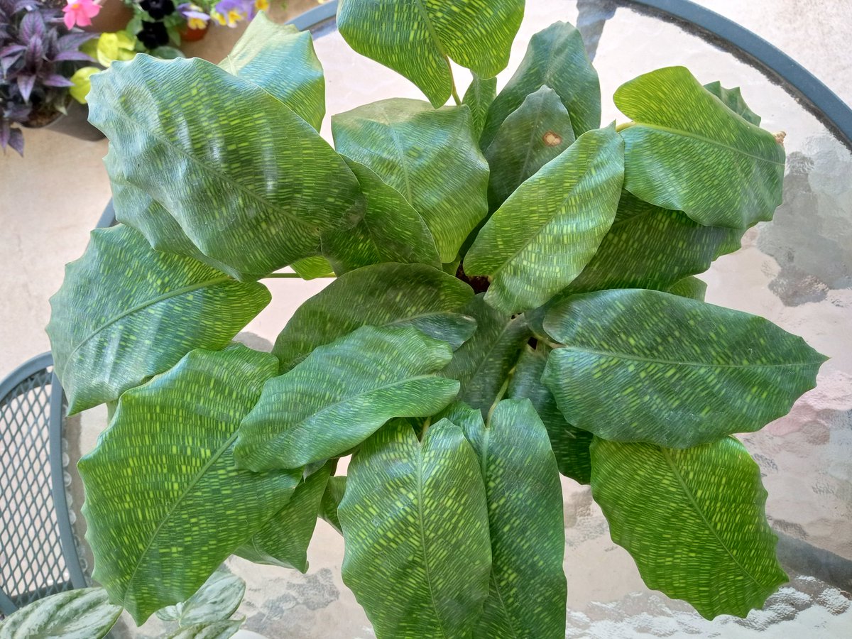lovable_ish's tweet photo. Calathea Musaica at rest v daytime💚💚💚 She goes to bed early, guys!
#plantmagic #plantmom #baebe
#planttwitter https://t.co/UllEw7FC7O