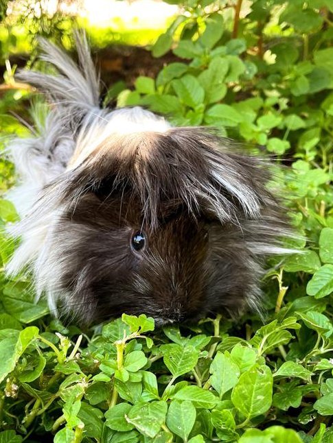#Madrid
INCA preciosa #Cobaya de 10 meses
Ha sido ABANDONADA y buscamos un amoroso hogar para esta delicia
#adoptanocompres #adopcion #adopta #cachorros #adoptame #rt 
contacto 📩facenuevavida@gmail.com
