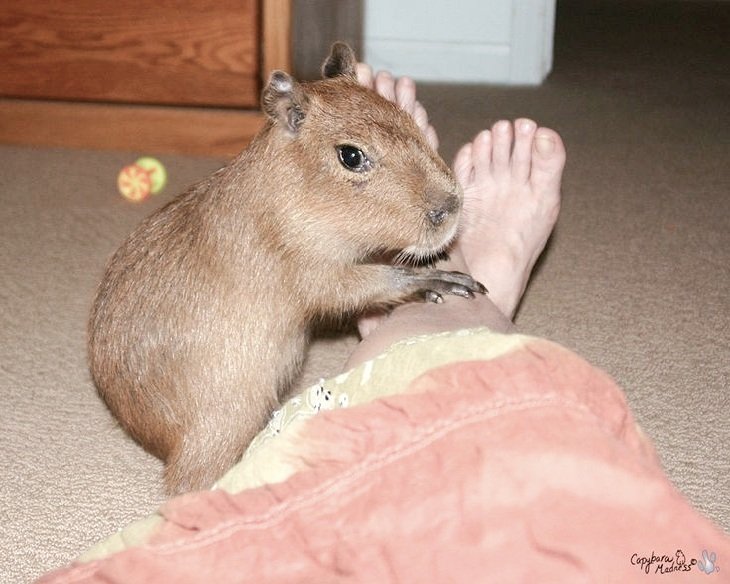 SnowFairy29's tweet photo. #PawsOfPossession #Chinchilla #Capybara #TooCute @ItsMeDeaner https://t.co/PRdOkyM2w6