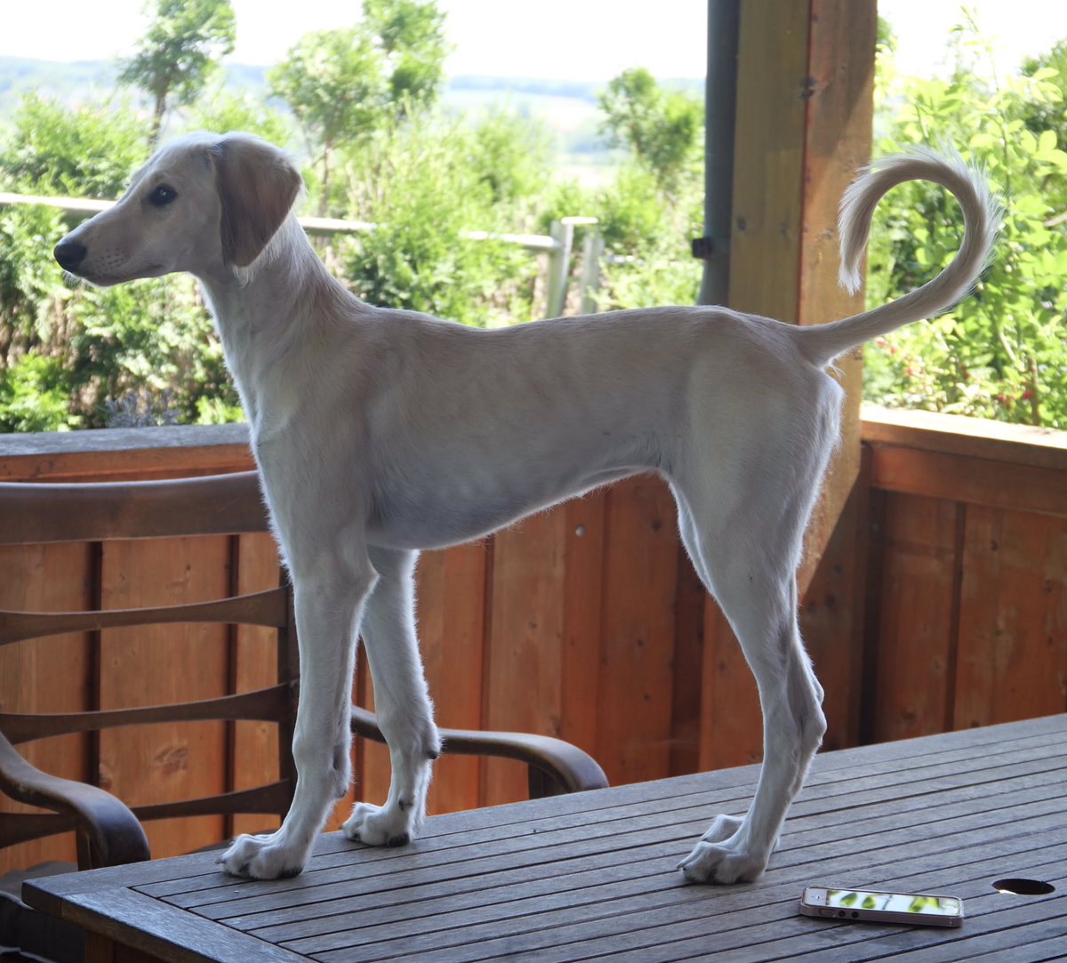 BipfDas's tweet photo. … auf dem Tisch ist es am besten #saluki https://t.co/jykzP9VNRx
