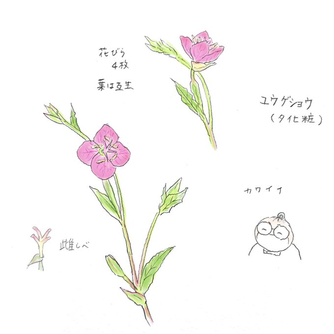 アカバナ科のtwitterイラスト検索結果