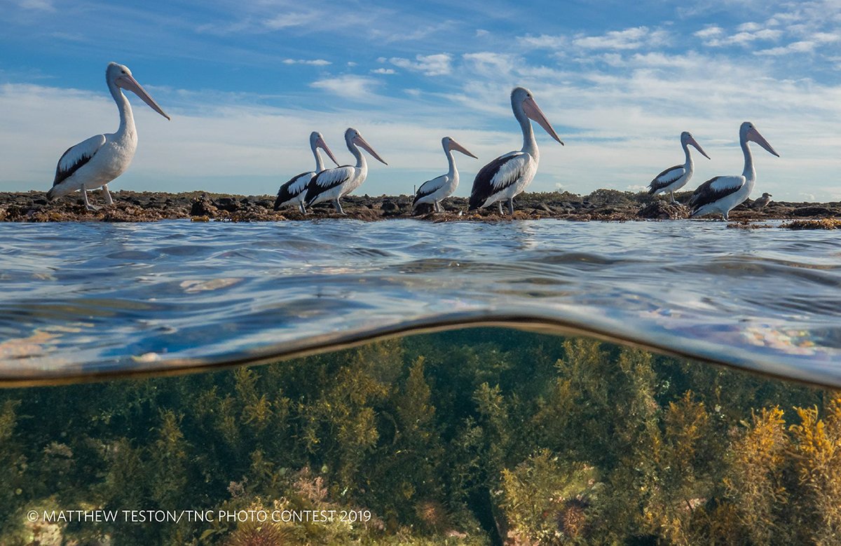 nature_org's tweet image. We have critical choices to make for people and the planet. Now, we also have a new tool to help us make smarter conservation decisions 

For #BiodiversityDay, TNC, @Microsoft &amp;amp; @EU_Commission bring @Marxan_Planning to the #PlanetaryComputer. Check it out: nature.ly/3NpKYzK
