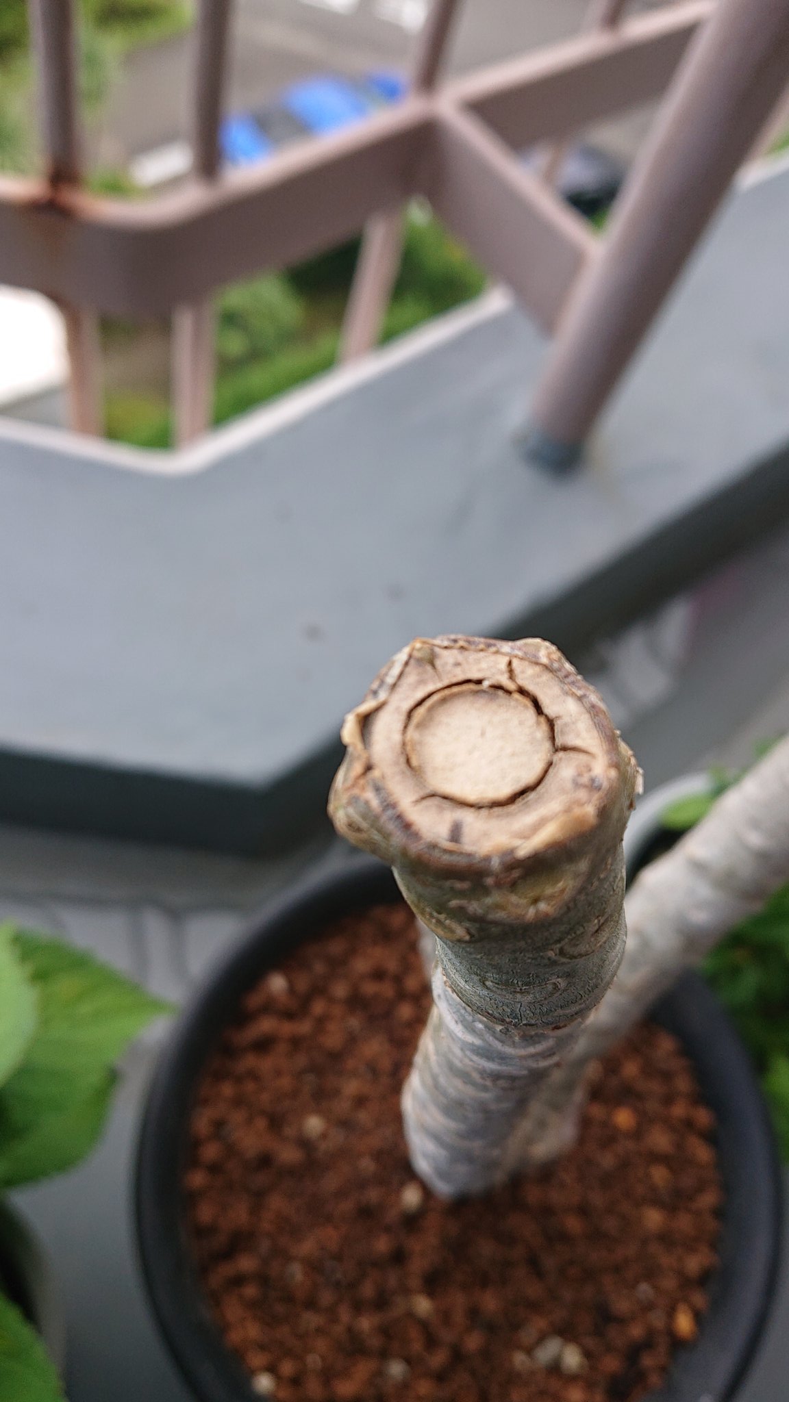 まうんまう プルメリアをプラ鉢から陶器の鉢へ植え替え これで風で倒れることは無いだろう ちょこっと芽が出てきたか ガーデニング ベランダガーデン プルメリア ウィールウィンド T Co Fge6wqdpad Twitter