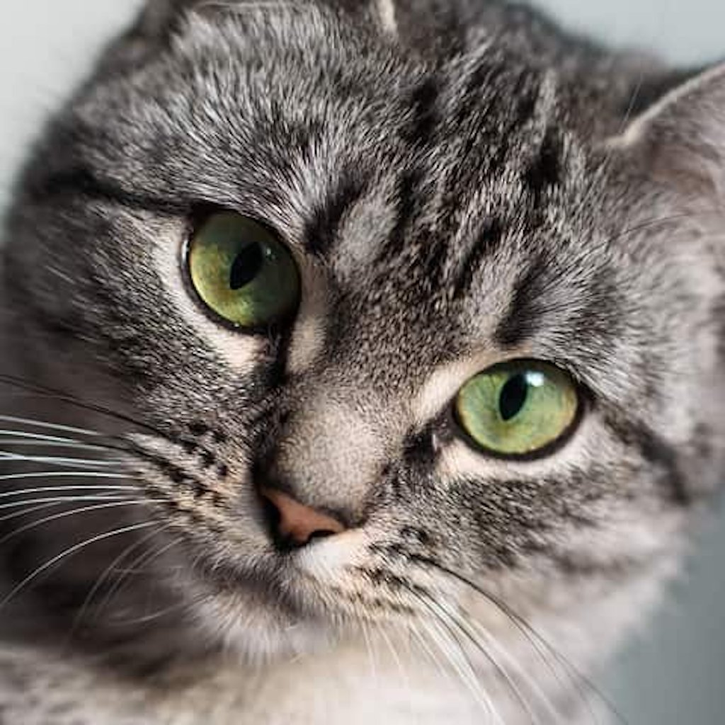 Sharif Shameem tweet media