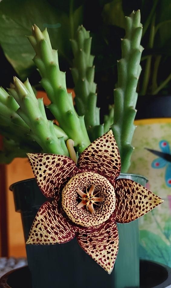 One of my succulents grew a mushroom about a week a week ago then here's what that mushroom turned into. What a glorious surprise! I love my little plants.