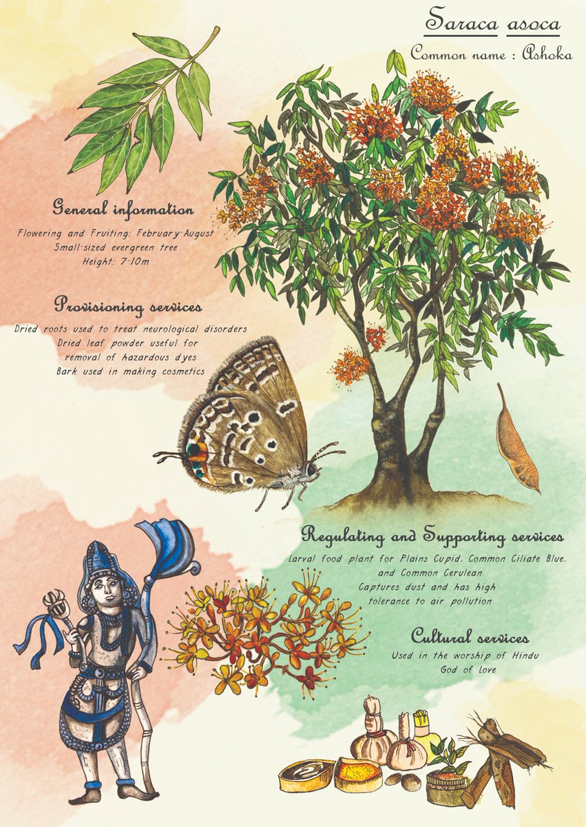 On this International Day for #BiologicalDiversity, we are pleased to launch attractive pocket cards that showcase the #ecosystemservices provided by 10 common trees found in 2 biodiverse Indian cities: Kochi &amp; Panaji. The cards have been developed under the INTERACT-Bio project.