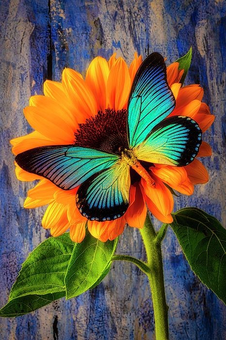 Lluvia53208679's tweet image. #NatureBeauty #Flowers #nature #photo #butterfly 🧡🖤💙