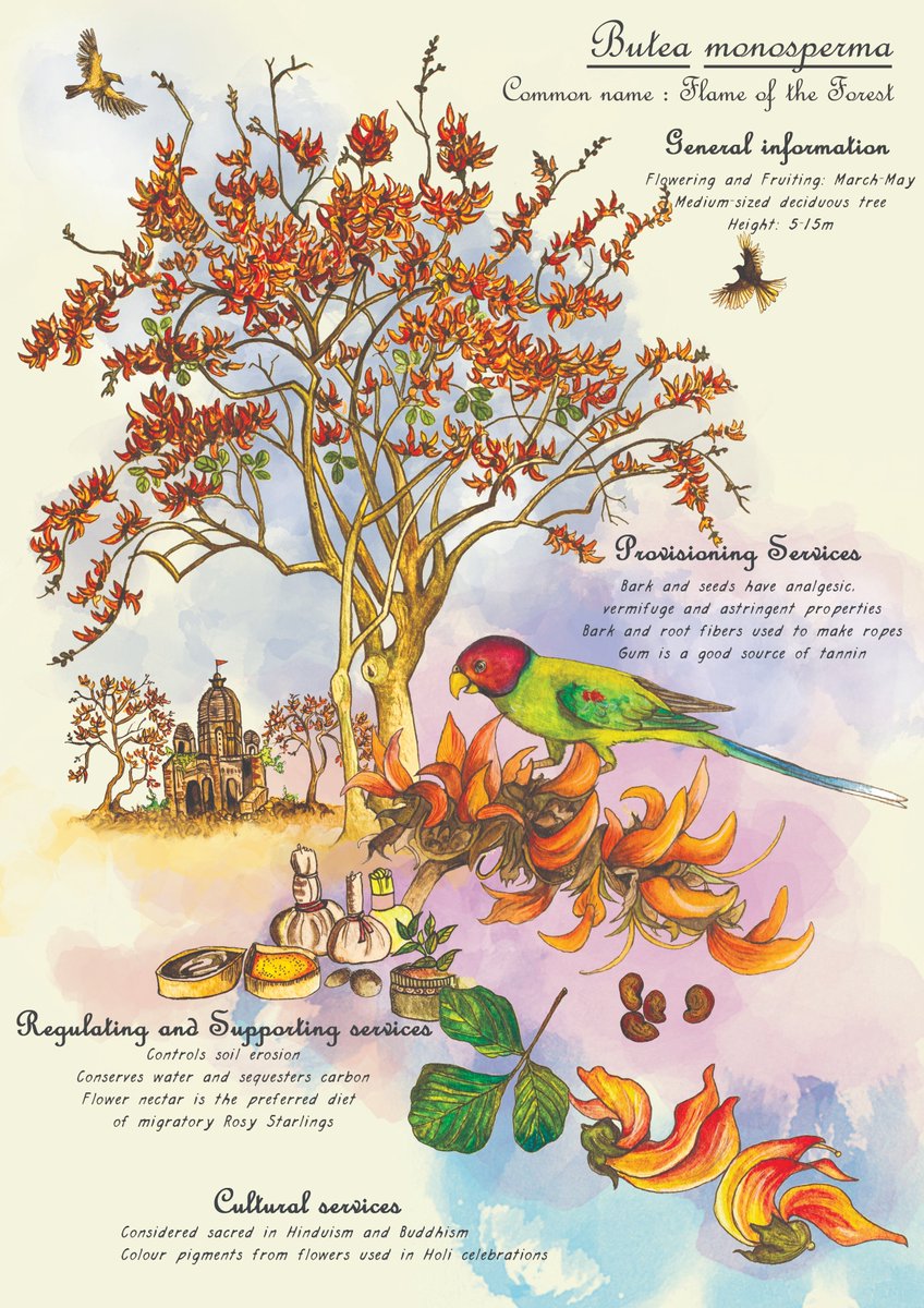 ICLEISouthAsia's tweet photo. On this International Day for #BiologicalDiversity, we are pleased to launch attractive pocket cards that showcase the #ecosystemservices provided by 10 common trees found in 2 biodiverse Indian cities: Kochi &amp; Panaji. The cards have been developed under the INTERACT-Bio project. https://t.co/cVdbWFPYSa