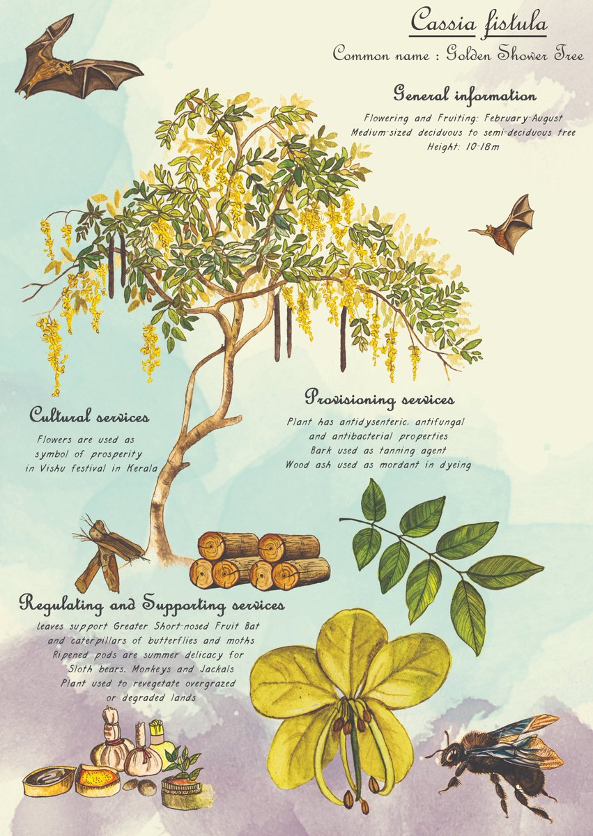 ICLEISouthAsia's tweet photo. On this International Day for #BiologicalDiversity, we are pleased to launch attractive pocket cards that showcase the #ecosystemservices provided by 10 common trees found in 2 biodiverse Indian cities: Kochi &amp; Panaji. The cards have been developed under the INTERACT-Bio project. https://t.co/cVdbWFPYSa