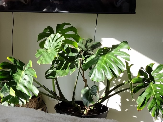 Yay! It's growing! Haven't killed it yet and I'm so proud 🥰🤗 lol. Hopefully it doesn't join it's other<a href="/tag/free"class="tags"><span>#free</span></a><a href="/tag/mama"class="tags"><span>#mama</span></a><a href="/tag/pisces"class="tags"><span>#pisces</span></a><a href="/tag/cuddle"class="tags"><span>#cuddle</span></a><a href="/tag/subscribe"class="tags"><span>#subscribe</span></a><a href="/tag/cutegirl"class="tags"><span>#cutegirl</span></a>