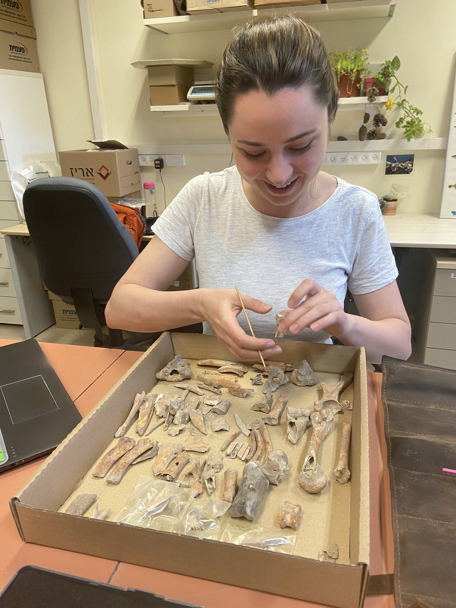 Mari_Albuq's tweet photo. Day 1 w/ @GwendolineMaur1  @UofHaifa reunited with our assemblages. With generous support @PalExFund and @LAHP_DTP  🦴🐂🐐🦌  #Zooarchaeology #ScienceResearch #Levant #TelQedesh #TBY #TelYaqush https://t.co/rCw5qxwk5l