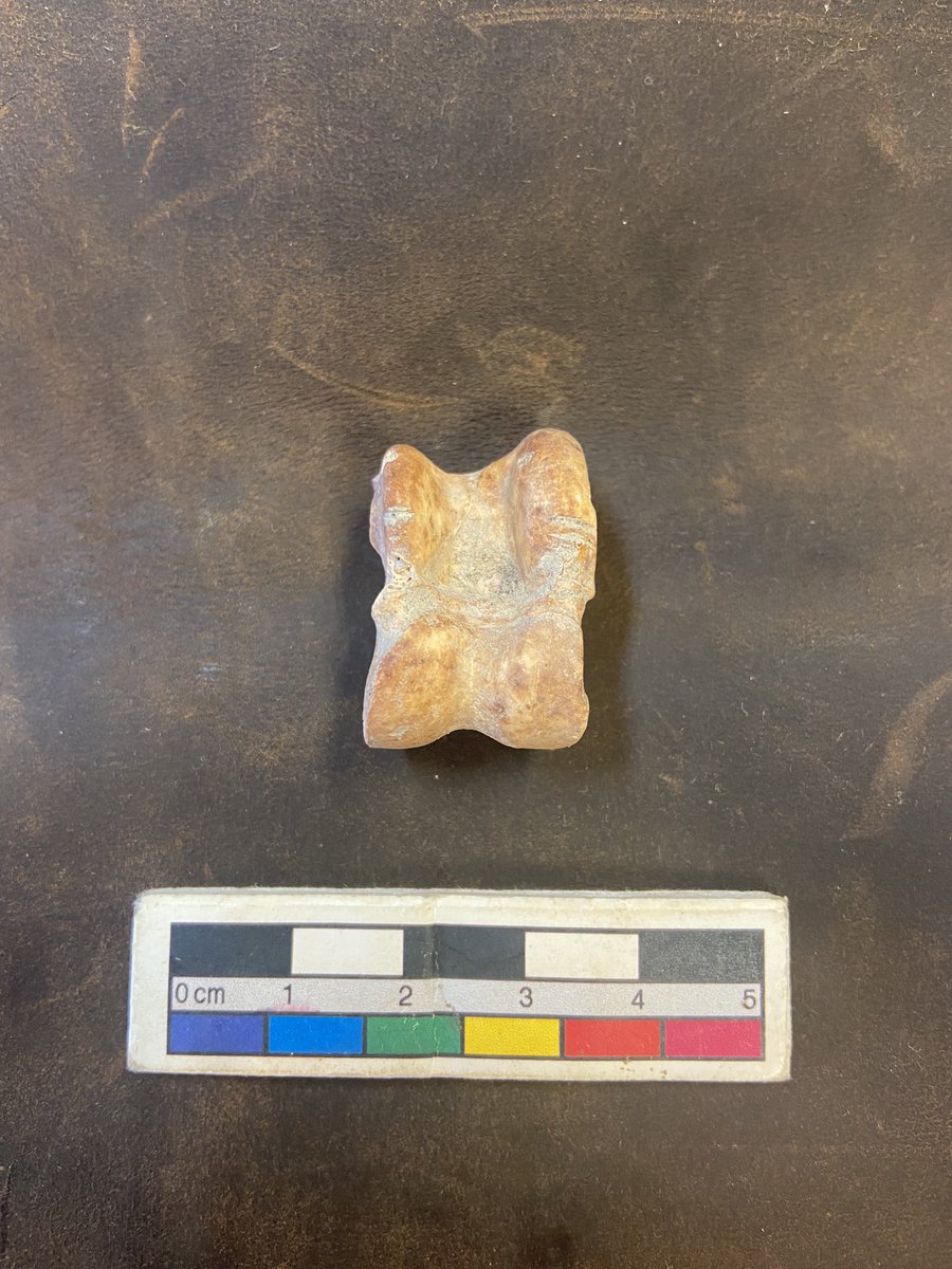 Mari_Albuq's tweet photo. Day 1 w/ @GwendolineMaur1  @UofHaifa reunited with our assemblages. With generous support @PalExFund and @LAHP_DTP  🦴🐂🐐🦌  #Zooarchaeology #ScienceResearch #Levant #TelQedesh #TBY #TelYaqush https://t.co/rCw5qxwk5l