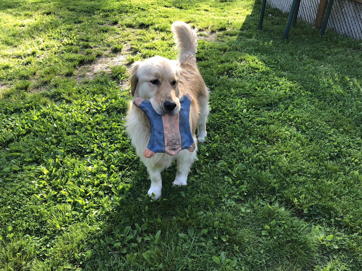 PghGoldens's tweet image. Ok people, here’s the deal… right now, I am 69 (dadperson says NICE, I don’t understand that) followers from 10,000. If everyone does their part and helps me reach this number, I promise to drop the frisbee and chase squirrels and cars.

#DogsOfTwitter #GoldenRetrievers