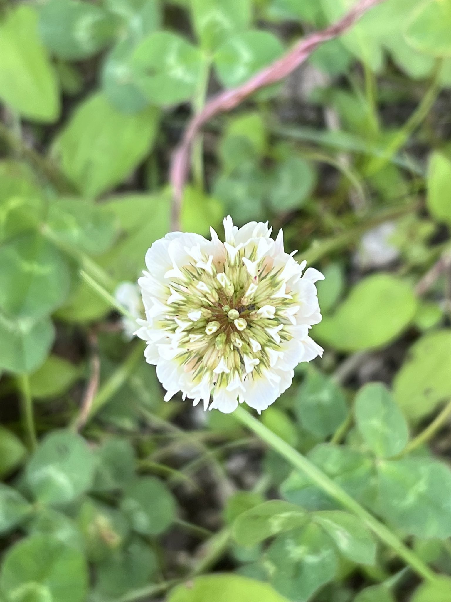 تويتر T Miyazawa Dvm Phd宮沢孝幸 على تويتر シロツメクサ T Co Dzm9doidrp