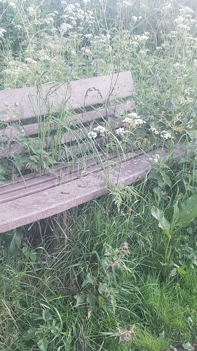 ClaireFLewis's tweet photo. Nature disrespecting bench! #devonlanes https://t.co/LYnOyuwgAS