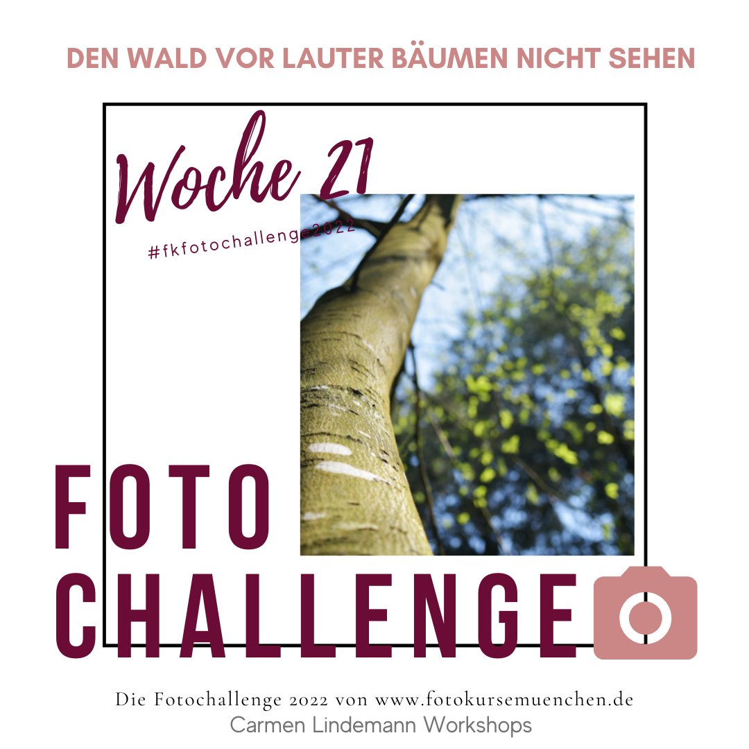 Chaemonn's tweet image. Die Fotochallenge 2022 Thema Woche 21
Das Fotothema  der Woche 21  der FK Fotochallenge 2022 ist:
DEN WALD VOR LAUTER BÄUMEN NICHT SEHEN
Endlich ist es wieder so schön warm dass das Spaziergehen und Wandern draußen wieder Spaß macht und ich habe meine

fotokursemuenchen.de/?p=16986