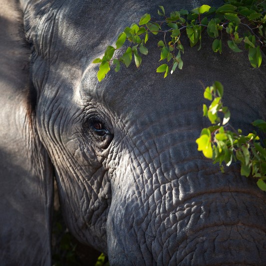 It’s #WorldBiodiversityDay!
See if you can spot the thriving elephant population at one of our nature reserves: bit.ly/3luWBJJ 

#DeBeers