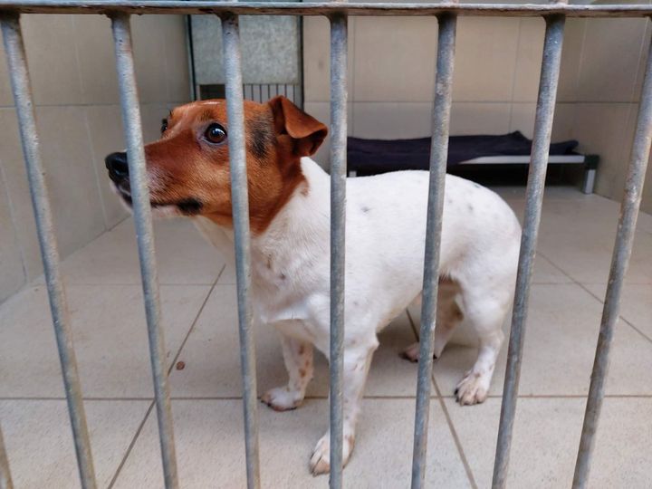 AdoptionsUk's tweet image. URGENT, please sign and retweet this petition asking the government to reveal how many pets are being 'euthanised' in the UK. 
Our shelters are full and a dog in a council pound can be killed after just 7 days. 

PLEASE SIGN HERE ✍️👇
petition.parliament.uk/petitions/6069………
#dogs #pets