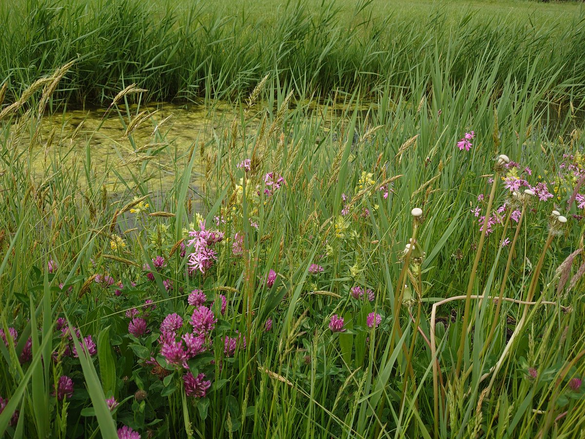 Slootkant bij commandeurspolder, Maasland.