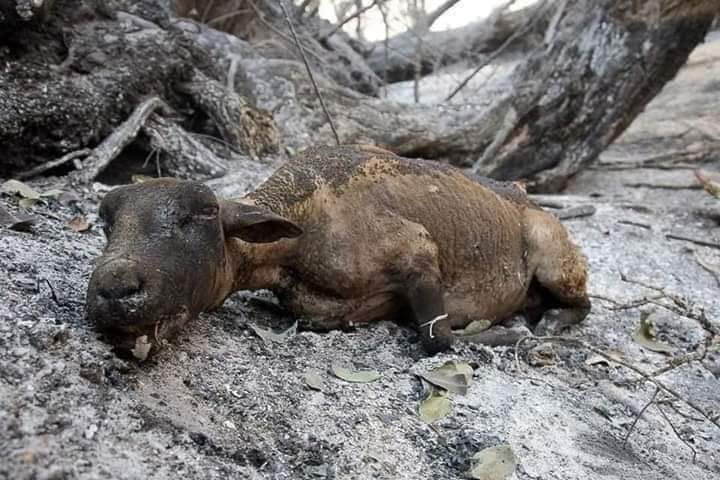 ali_bugti7's tweet photo. The forests of Sherani Balochistan have been burning for the last ten days, The gov is still silent, The provincial government must come into action immediately. Precious mountain, trees and wildlife will burn into ashes if action is not taken immediately. #SaveOurBurningForests https://t.co/MhvXhrhzy0
