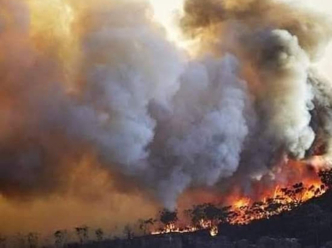 ali_bugti7's tweet photo. The forests of Sherani Balochistan have been burning for the last ten days, The gov is still silent, The provincial government must come into action immediately. Precious mountain, trees and wildlife will burn into ashes if action is not taken immediately. #SaveOurBurningForests https://t.co/MhvXhrhzy0