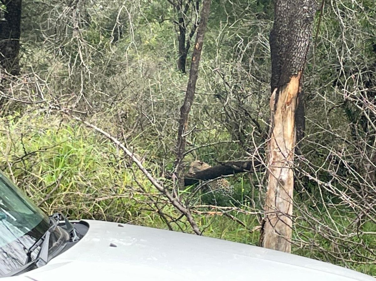 liandi07's tweet photo. @LatestKruger
12:00pm today
1 leopard lying in grass
Got up and walked into bushes
H4-2 south of Lower Sabie https://t.co/qaksWNoSNN