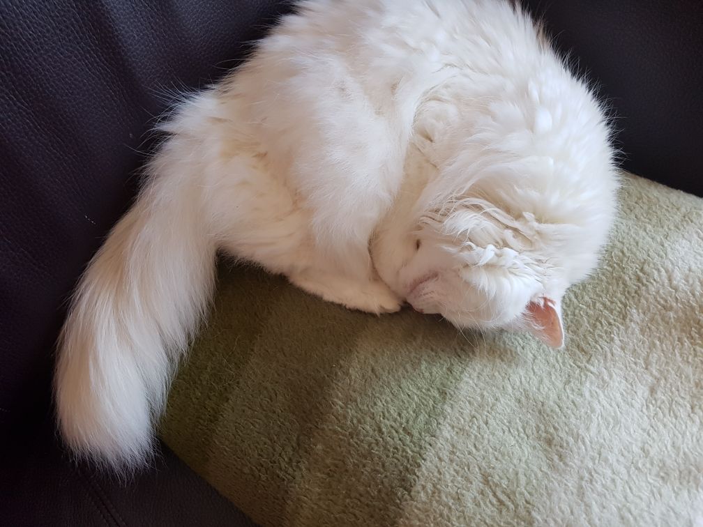 Die Menschen machen keinen Sport und ich soll nicht so faul rumliegen? Püh!