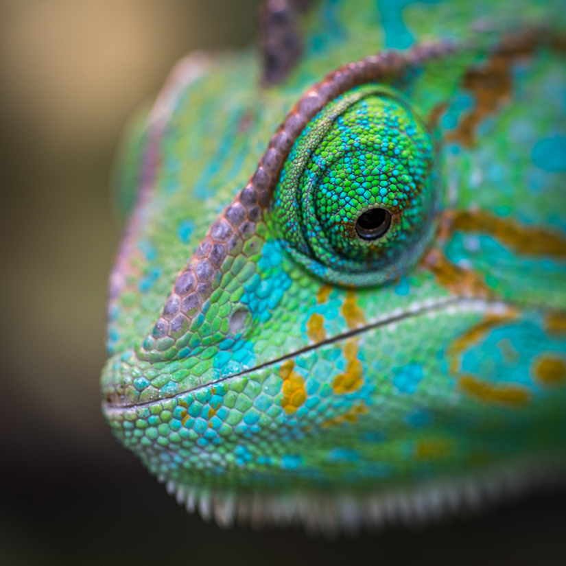 united-nations-foundation-on-twitter-it-s-biodiversityday-today